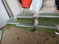 Best Azolla Seeds in Kenya - Location CBD Nairobi — 照片 2