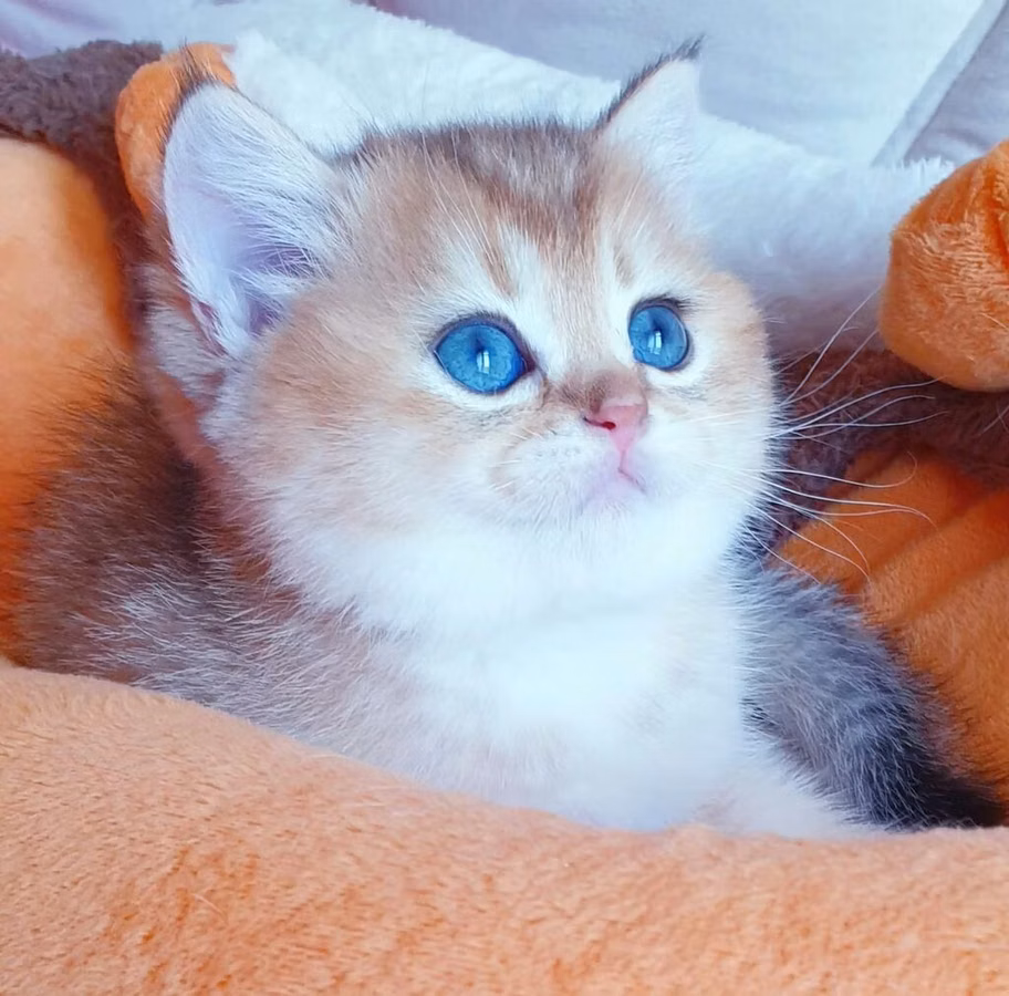 Britaniya Şinşilla (Golden/Blue eyes) balası - Cins: Britaniya