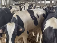 Býk, Swiss cattle — foto 8