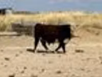 Bulle, Latvian Blue cattle — Foto 3