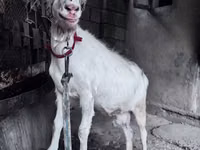 Echki, Saanen goat — 2-rasm