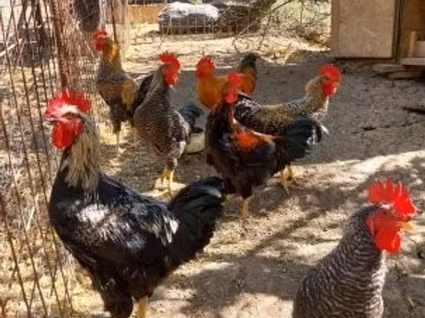 Chickens — Угорщина