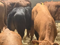 Bovine (lot, sex nespecificat), Simmental cattle — foto 2