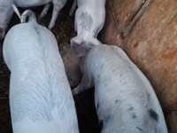 Babi hutan, Pigs — foto 1
