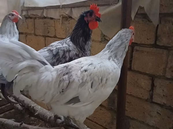 Australorp — Asarbajan