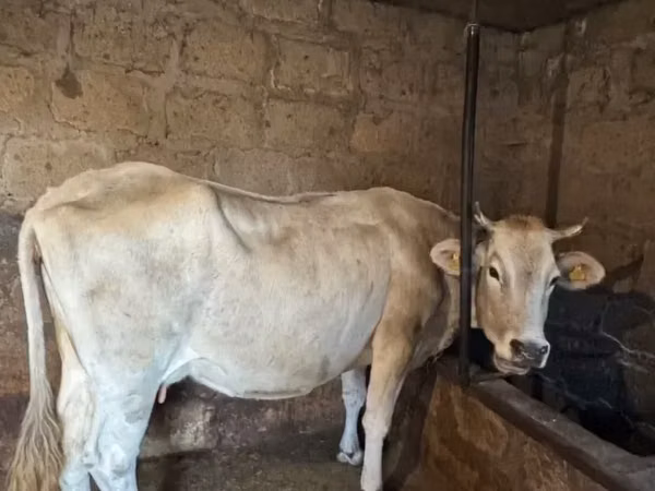 Cow, Cattle — Armenia