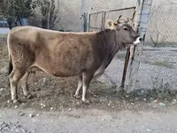 Ko, Alatau-racen — foto 5