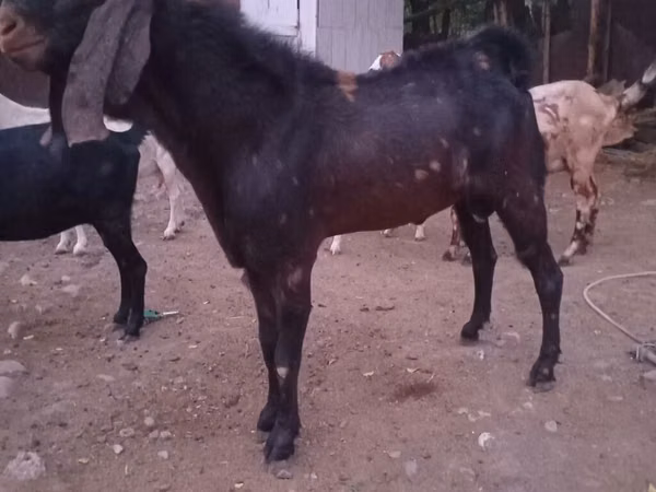 Kambing jantan, Goats — Kyrgyzstan