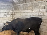 Toro, Bovini — foto 2