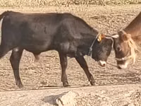 公牛, Cattle — 照片 1