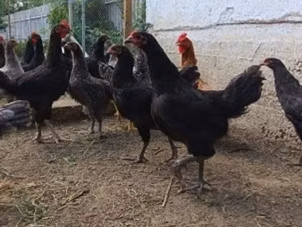 Chickens — Угорщина