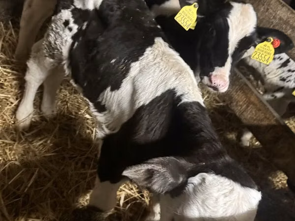 Бик, Russian Black pied cattle