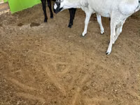 Ram, Sheep — photo 2