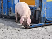 Qaban — foto 5