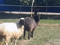Ido (xirmo, jins lama sheegin), Sheep — sawirka 1