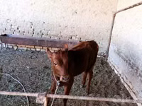 Vacă, Bovine — foto 5