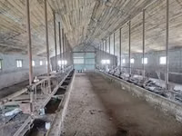 ላም, Bukovinian factory type of red-spotted Ukrainian cow — ፎቶ 7