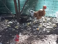 Ιαπωνικό Bantam — φωτογραφία 5