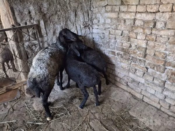Ovce, Ovce — Uzbekistán