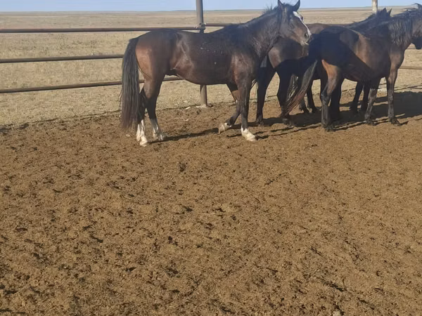 Horse (M), New Altai Horse — Kazakhstan