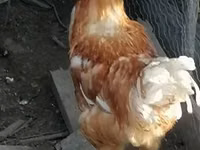 Chickens — รูปภาพ 6