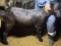 แพะตัวเมีย, Alpine goat — รูปภาพ 3