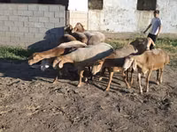 قوچ, Hissar sheep — عکس 7