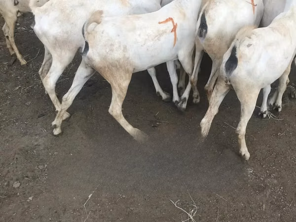 山羊（批次，未指定性别）, Somali goats — 肯尼亚