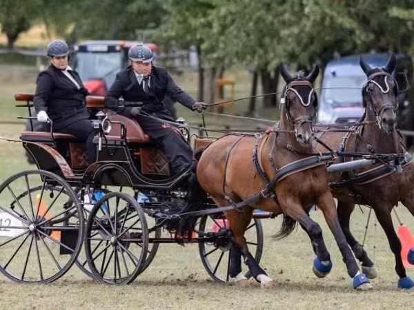 Асп, Nonius horse