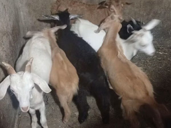 Billy Goat, Goats — Azerbaijan