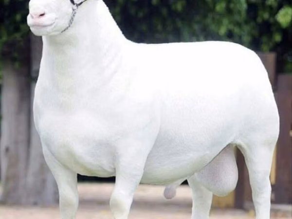 Sheep (batch, sex not specified), Dorper sheep — Uzbekistan