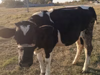 गाय, Russian Black pied cattle — फ़ोटो 1