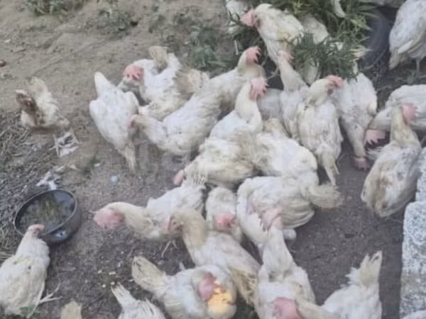 Chickens — Азербайджан