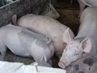 Sow, Pigs — photo 4