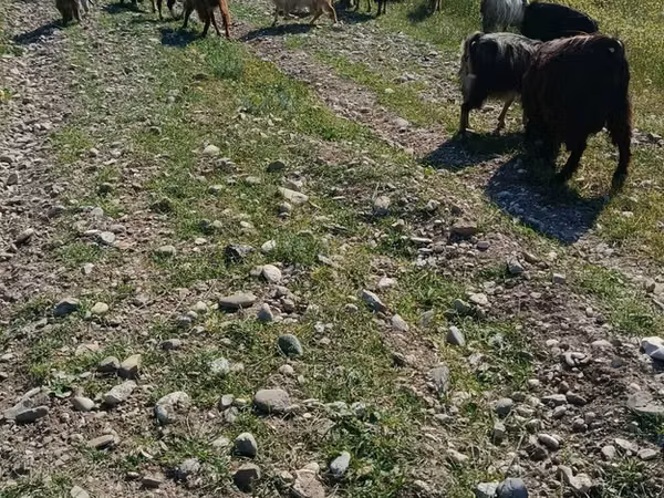 Goat, Goats — Azerbaijan