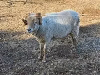 Får, Merino sheep — foto 2