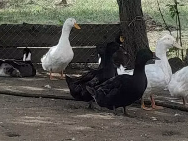 Ducks — Azerbaijan