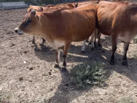 Mucca, Razza Jersey — foto 3