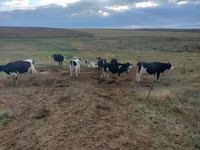 Cow, Holstein breed — photo 5