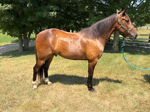 Horse (M), Horses