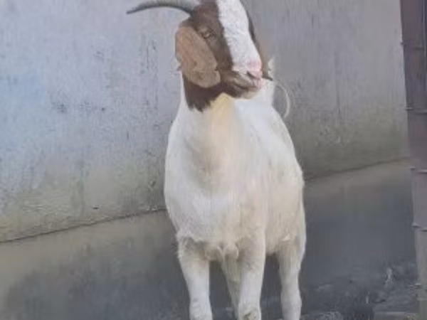 Getter (parti, kön ej angivet), Boer goat