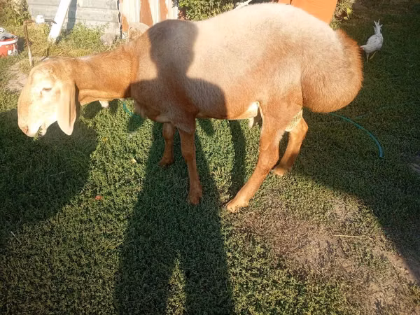 Ram, Arashan sheep — Kyrgyzstan