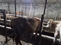 Banteng, Red-spotted breed — foto 6