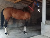 اسب نر, Kyrgyz Horse — عکس 2