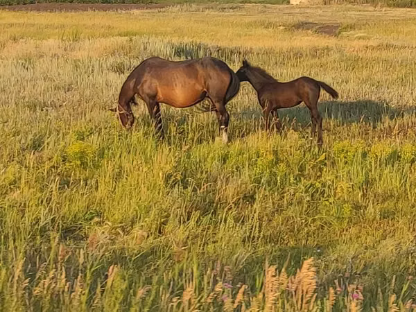 Horses (batch, sex not specified), Horse breed — Kazakhstan
