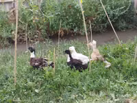 Ducks — عکس 7