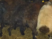 كبش, Qashqai sheep — الصورة 7