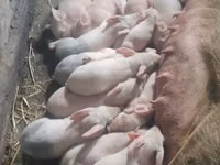 Pigs (batch, sex not specified), Pigs — photo 2