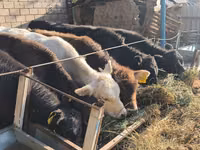 Bull, Cattle — photo 1
