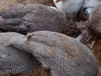 Guinea fowl — ảnh 8